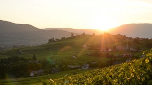 Vignes à Chignin, en Savoie / savoy wines in chignin, france