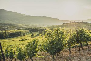 Vins de Savoie Jean-Charles Girard-Madoux, à Chignin (73)