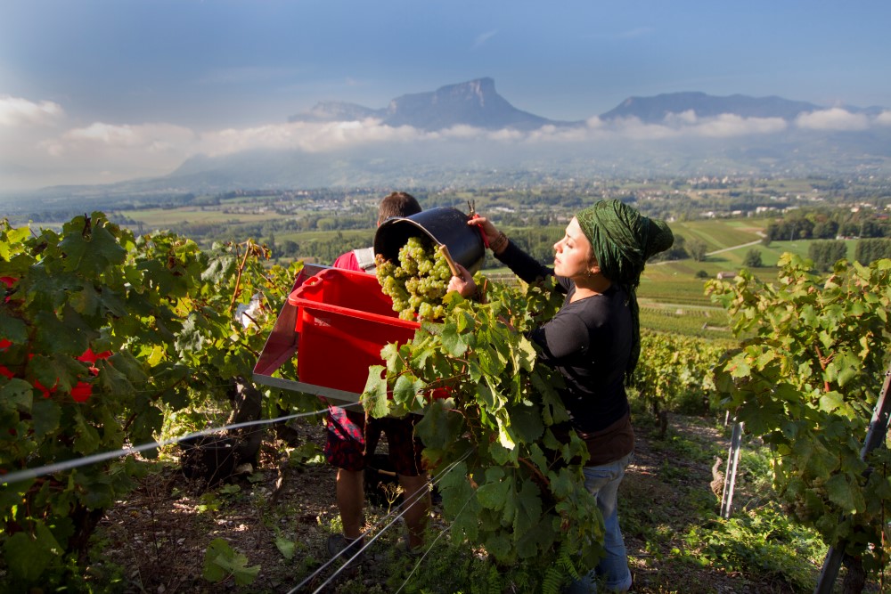 Vendanges à Chignin - vins de Savoie