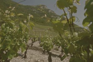 Vignes de Chignin