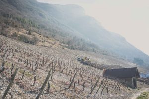Arrachage de vignes jacquère à Chignin (73)