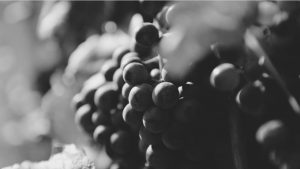 Jean-Charles Girard-Madoux, winemaker in Chignin, Savoie, in video