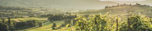 Savoy wine in press - Domaine Jean-Charles Girard-Madoux