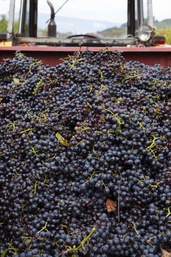 vendanges jc girard-madoux